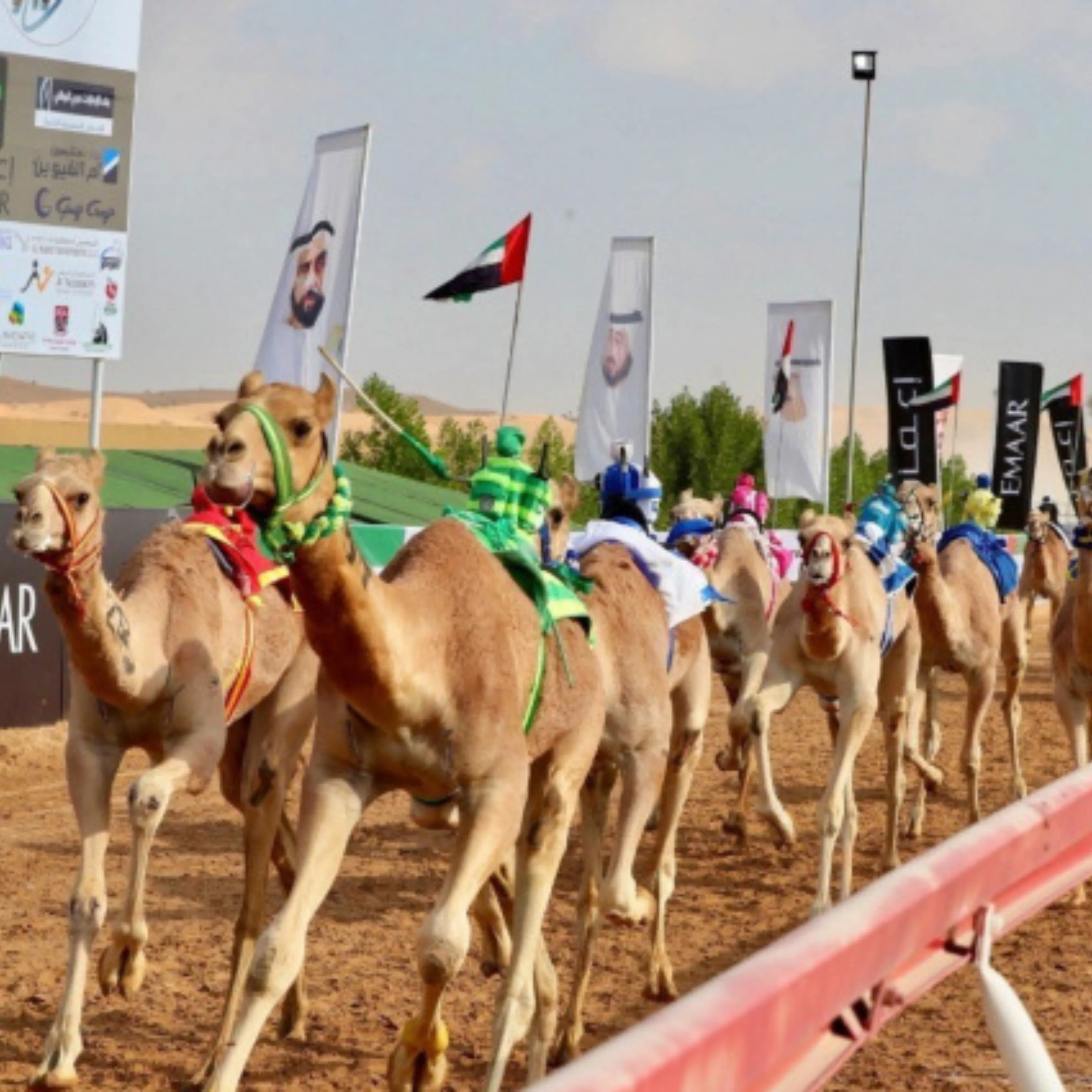 CAMEL RACING IN UMM AL QAIWAIN